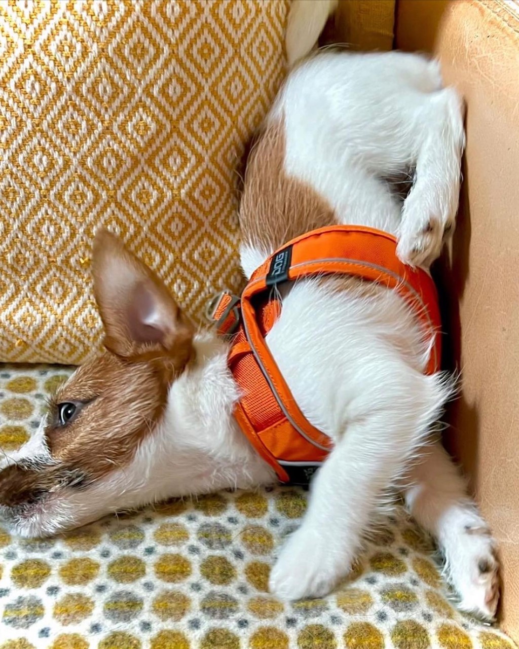 dog wearing a dog copenhagen go harness that is orange 